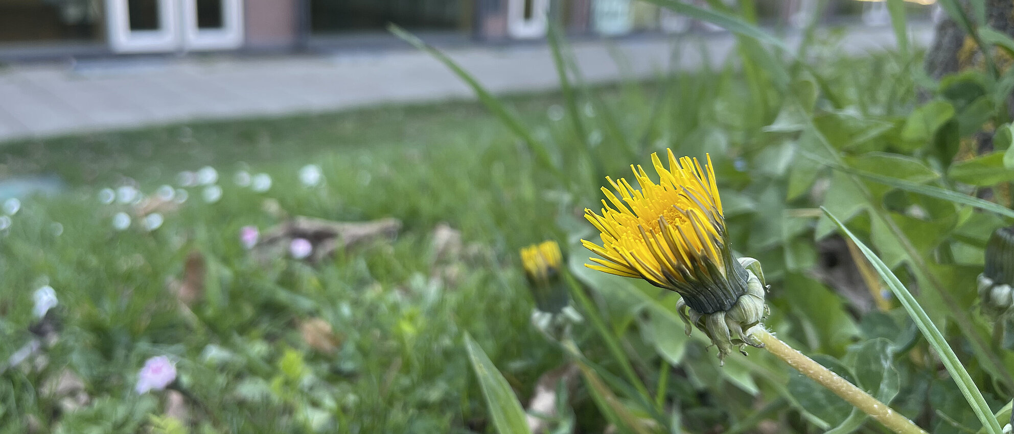 Löwenzahn-Blume vor dem Schulgebäude